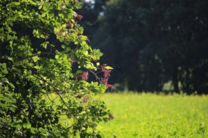 Holunderbaum Holunderbeeren Vitamin C