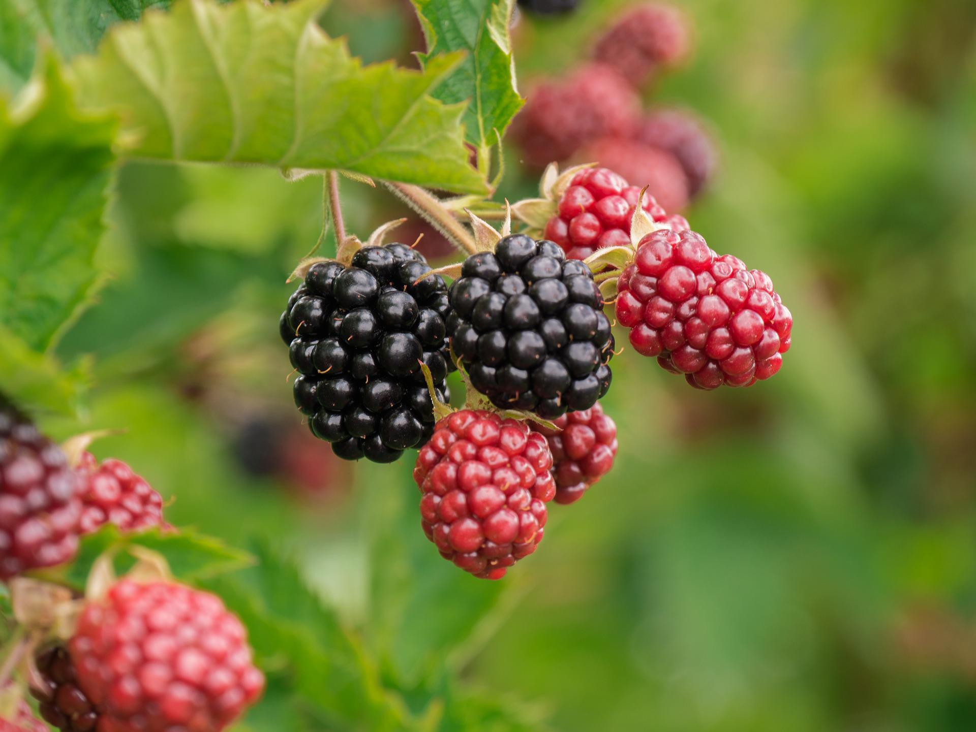 Brombeere Beere Gesund Immunsystem Antioxitantien